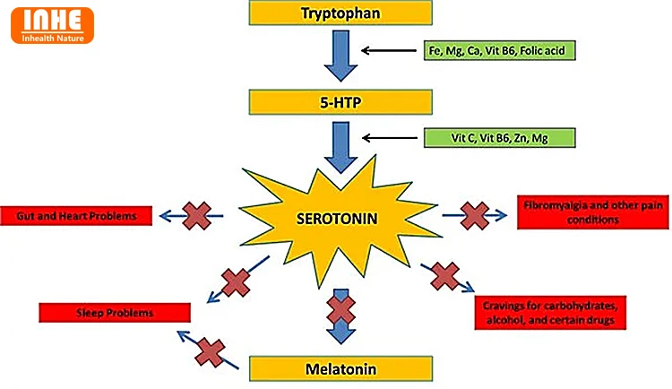 Pathways Connecting Tryptophan, 5-HTP, Serotonin, and Melatonin